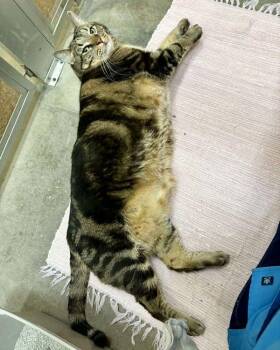 Domestic Medium Hair Cats Available for Adoption in Novato, California - Czar | PetCurious