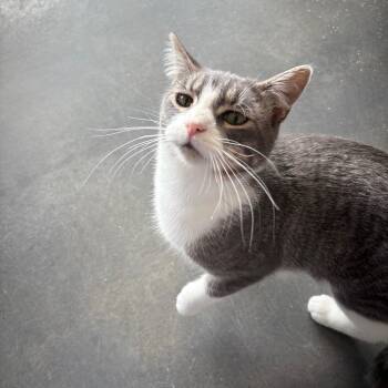Rescue Domestic Short Hair Cats for Adoption in Normal, Illinois - Kentucky | PetCurious