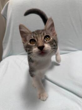 Boots -  Domestic Short Hair Cat for Adoption in Oceanside, California - Boots | PetCurious