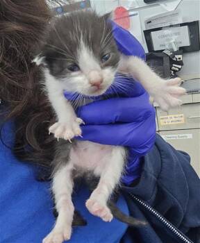 Rescue Domestic Short Hair Cats for Adoption in Dallas, Texas - DALTON | PetCurious