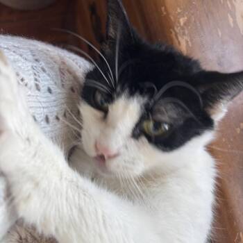 Domestic Short Hair Cats Available for Adoption - Jelly | PetCurious