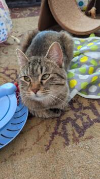 Domestic Short Hair Cats Available for Adoption - Lilly | PetCurious