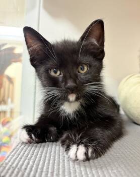 Kodiak (bonded with Gobi) -  Domestic Short Hair Cat Available for Adoption in Oakland, California - Kodiak (bonded With Gobi) | PetCurious