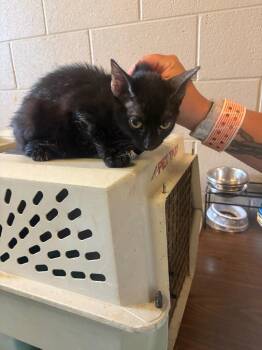Lucy -  Domestic Short Hair Cat for Adoption in Gallatin, Tennessee - Lucy | PetCurious