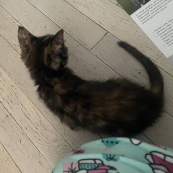 Domestic Short Hair Cats Available for Adoption in West Palm Beach, Florida - Macy | PetCurious