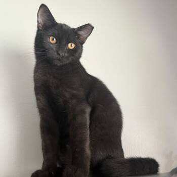 Rescue Domestic Medium Hair Cats for Adoption in Durham, North Carolina - Pedro | PetCurious