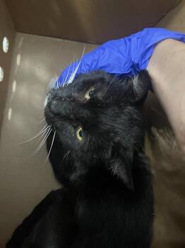 OTIS -  Domestic Short Hair Cat for Adoption in Dallas, Texas - OTIS | PetCurious