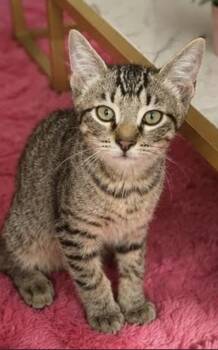Mikey -  Domestic Short Hair Cat for Adoption in Long Beach, New York - Mikey | PetCurious