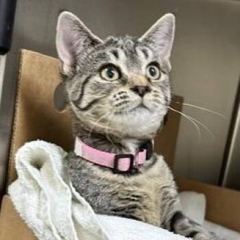 Angie -  Domestic Short Hair Cat for Adoption - Angie | PetCurious