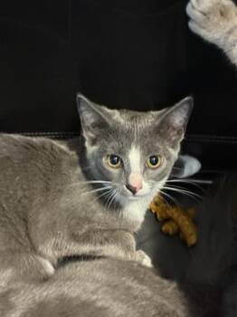 Domestic Short Hair Cats Available for Adoption in Palmetto, Florida - A136617 | PetCurious