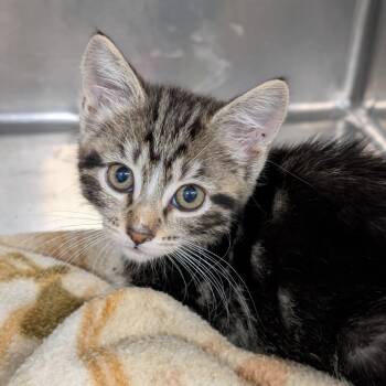 Brie -  Domestic Medium Hair Cat for Adoption in Spokane, Washington - Brie | PetCurious