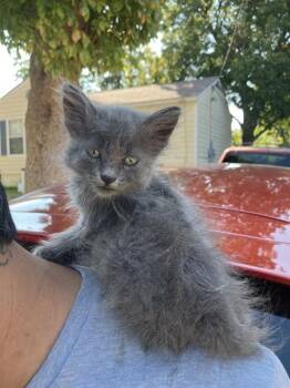 GIGI -  American Curl Cat for Adoption in Dallas, Texas - GIGI | PetCurious