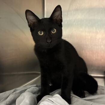 Cosmo -  Domestic Short Hair Cat for Adoption in Chattanooga, Tennessee - Cosmo | PetCurious