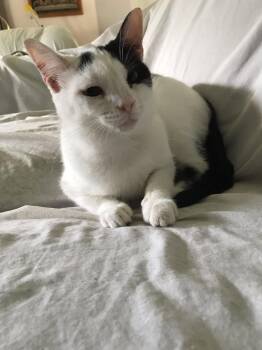 Sis -  Domestic Short Hair Cat for Adoption in Marion, Indiana - Sis | PetCurious