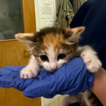 Domestic Short Hair Cats Available for Adoption in Charleston, West Virginia - Power Up! | PetCurious