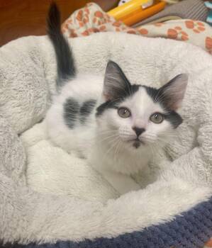 Pongo -  Domestic Medium Hair Cat for Adoption in San Jose, California - Pongo | PetCurious