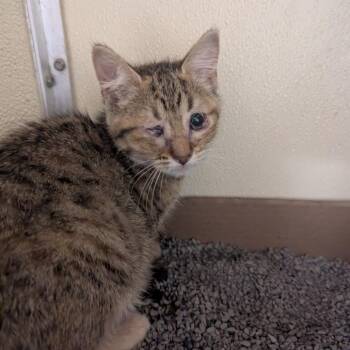Tilly -  Domestic Short Hair Cat for Adoption in Jeffersonville, Indiana - Tilly | PetCurious