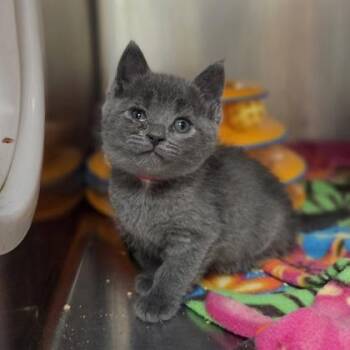 Domestic Short Hair Cats Available for Adoption in Westland, Michigan - Pinky | PetCurious