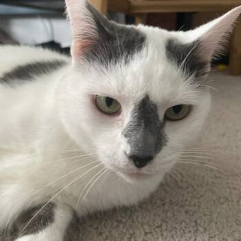 Domestic Short Hair Cats Available for Adoption in Park Row, Texas - Luna | PetCurious