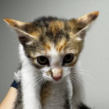 Domestic Short Hair Cats Available for Adoption in Concord, North Carolina - Honeydew | PetCurious
