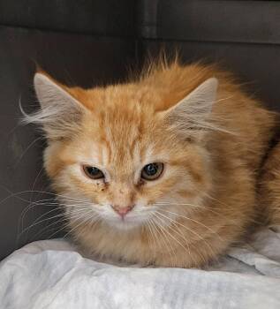 DLH orange Kitten -  Domestic Long Hair Cat for Adoption in Green River, Wyoming - DLH Orange Kitten | PetCurious