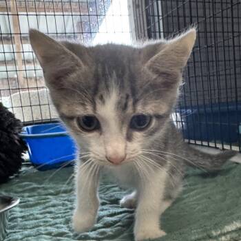 Domestic Short Hair Cats Available for Adoption in New York, New York - Tippy | PetCurious