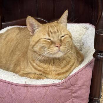 Simba -  Domestic Short Hair Cat for Adoption in Winchendon, Massachusetts - Simba | PetCurious