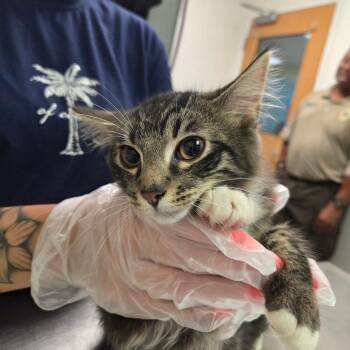 Fox -  Domestic Short Hair Cat for Adoption in Charleston, West Virginia - Fox | PetCurious