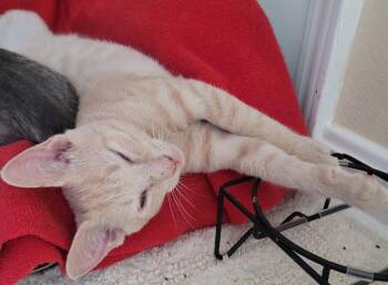 Domestic Short Hair Cats Available for Adoption - Bradley | PetCurious