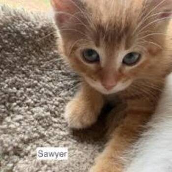 Sawyer C11387 -  Domestic Short Hair Cat for Adoption - Sawyer C11387 | PetCurious