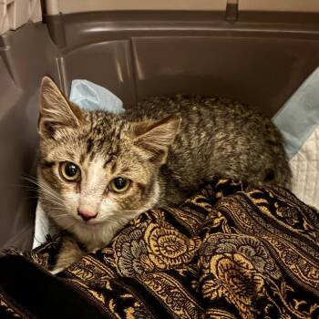 Princeton -  Domestic Short Hair Cat Available for Adoption in Jupiter, Florida - Princeton | PetCurious