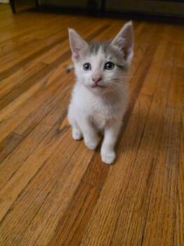 Lady Whiskerton -  Domestic Short Hair Cat for Adoption in Cloquet, Minnesota - Lady Whiskerton | PetCurious