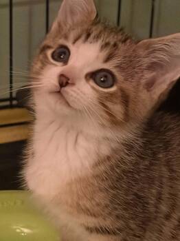 Bashful -  Domestic Short Hair Cat for Adoption in Westfield, Massachusetts - Bashful | PetCurious