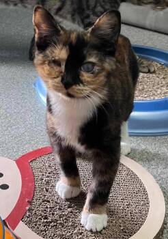 Domestic Short Hair Cats Available for Adoption in New Philadelphia, Ohio - Dolly | PetCurious