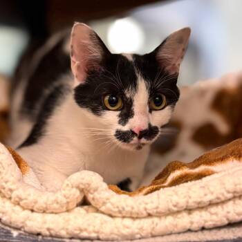 Domestic Short Hair Cats Available for Adoption in Nashville, Indiana - Betsy Valentine | PetCurious
