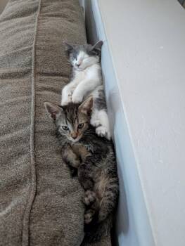Brian -  Domestic Short Hair and Tabby Cat for Adoption in Glendale, Arizona - Brian | PetCurious