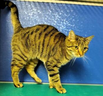 Lucy -  Domestic Short Hair Cat for Adoption in Ipswich, Massachusetts - Lucy | PetCurious