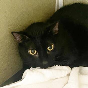 Domestic Short Hair Cats Available for Adoption - Herald | PetCurious