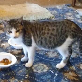 Annabelle -  Domestic Short Hair Cat for Adoption in Sioux Falls, South Dakota - Annabelle | PetCurious