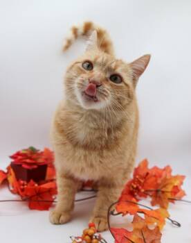 Brooks V (Cally) -  Domestic Short Hair Cat for Adoption in Muskegon, Michigan - Brooks V (Cally) | PetCurious