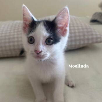 Domestic Short Hair Cats Available for Adoption in Lakewood, California - Moolinda | PetCurious