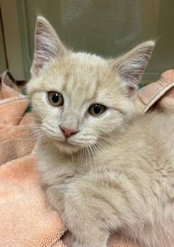 Rescue Domestic Medium Hair Cats for Adoption in Christiansburg, Virginia - Pontoon | PetCurious