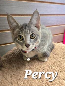 Percy -  Domestic Short Hair Cat for Adoption in Sidney, Ohio - Percy | PetCurious