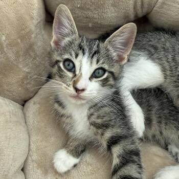 TT kitten 2 -  Domestic Short Hair Cat for Adoption in Baytown, Texas - TT Kitten 2 | PetCurious