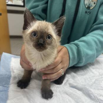 Jimmy -  Siamese Cat for Adoption in Ashland, Oregon - Jimmy | PetCurious