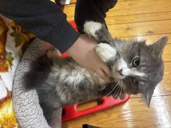 Pancake -  Domestic Long Hair Cat for Adoption in Fort Madison, Iowa - Pancake | PetCurious