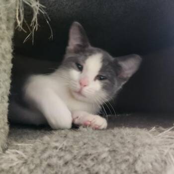 Conch -  Domestic Short Hair Cat for Adoption in Evanston, Illinois - Conch | PetCurious