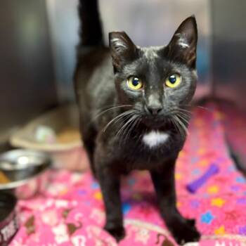 Domestic Short Hair Cats Available for Adoption in Chehalis, Washington - Mimosa | PetCurious