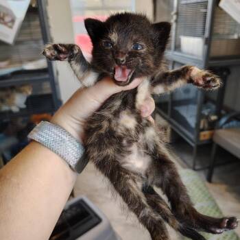 Domestic Short Hair Cats Available for Adoption in Osawatomie, Kansas - Pepper | PetCurious