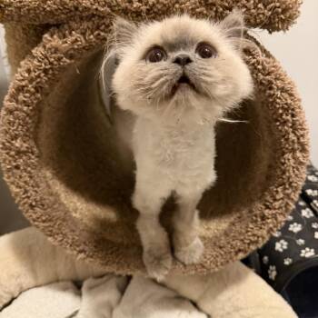 Mina -  Himalayan and Domestic Long Hair Cat for Adoption in Granville, Ohio - Mina | PetCurious
